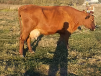 Tehén, Simmental cattle — 5. fotó