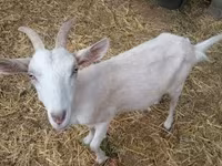公山羊, Goats — 照片 2