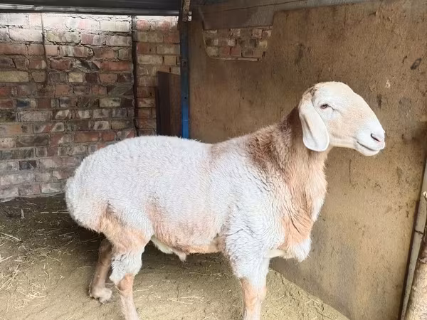 Kos, Arashan sheep