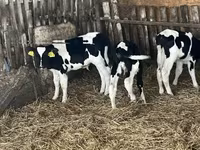 Býk, Russian Black pied cattle — foto 7