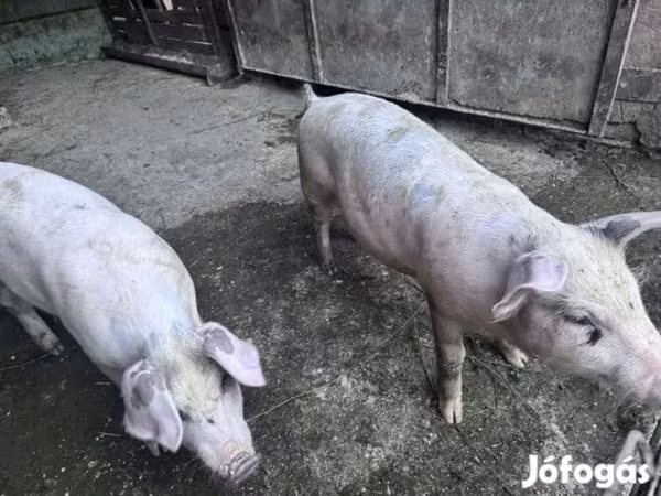 Boar,  — Hungary