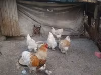 براهما — الصورة 1