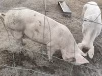 Sow, Крупная белая — photo 3