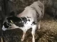 بقرة, الماشية — الصورة 2