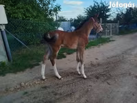 فرس, Hungarian horse breed — الصورة 7