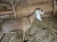 母山羊, Nubian Goat — 照片 2