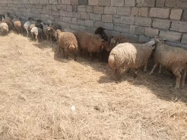 أغنام (دفعة، الجنس غير محدد), الأغنام