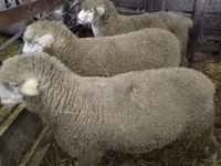 公羊, Ile-de-France sheep — 照片 2