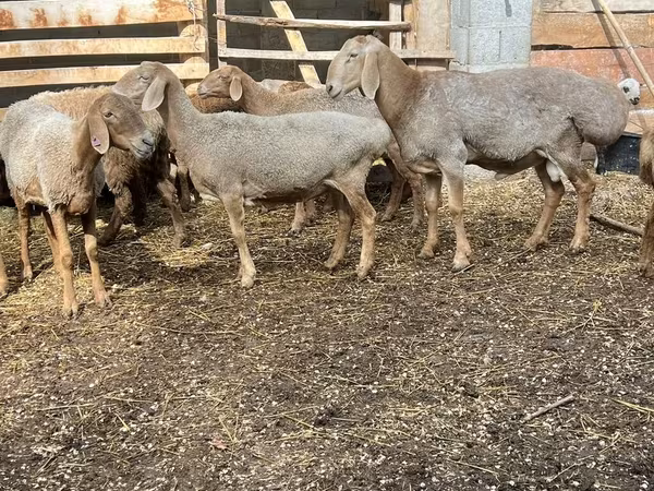 Owca, Arashan sheep