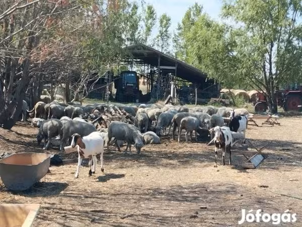 Ram, Sheep — Hungary