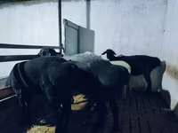 Kos, Hissar sheep — 1. fotó