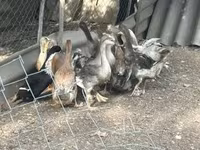 Ducks — 照片 2