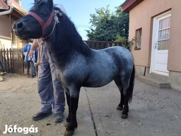 Hing, Lovak — Magyarország