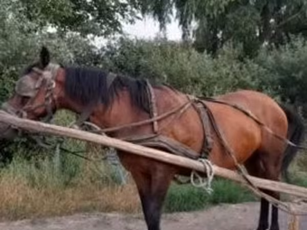 Madyan, Hucul pony