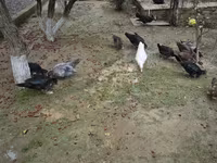 Ducks — 3-сурет