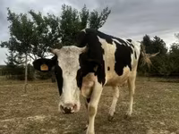 Tehén, Holstein fajta — 6. fotó