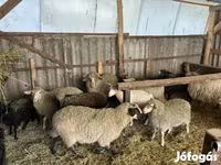 Carnero, Merino sheep — foto 3