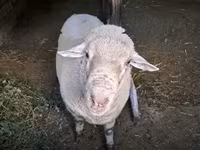 公羊, Merino sheep — 照片 1