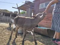 Bovinos (lote, sexo no especificado), Brown Latvian — foto 1