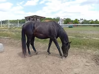 At, American paint horse — foto 5
