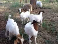 Keçi, Boer goat — foto 2