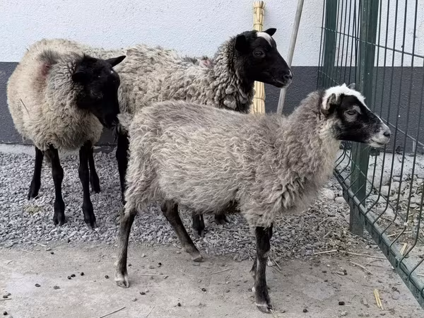 Carnero, Hissar sheep