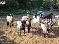 Nőstény kecske, Nigerian dwarf goats — 6. fotó