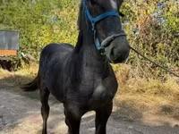 母马, Percheron — 照片 2