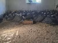 Guinea fowl — 3. fotó
