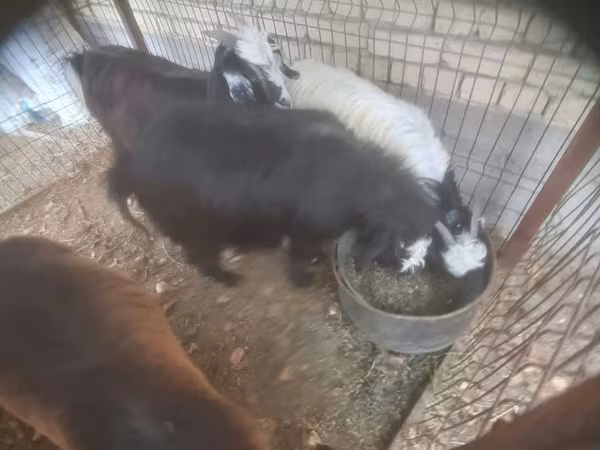 Goat, Goats