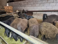 Kos, Edilbay sheep — 2. fotó