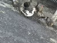 Ducks — photo 7