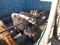 Byk, Swiss cattle — zdjęcie 2