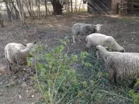 نعجة, White Suffolk sheep — الصورة 1