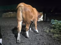 Taureau, Swiss cattle — photo 4
