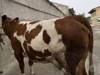 بقرة, Simmental cattle — الصورة 1