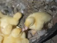 Ducks — 照片 5