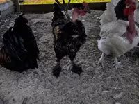 Chickens — 4. fotó