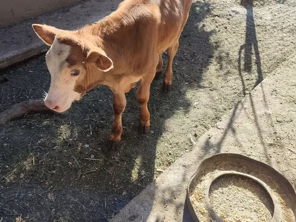 Bovinos (lote, sexo no especificado), Simmental cattle