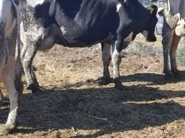 Tehén, Russian Black pied cattle — Magyarország