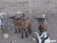 Billy Goat, Pomellata goat — photo 5