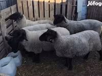 Juh, White Suffolk sheep — 2. fotó