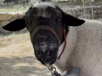 Baran, Dorper sheep — zdjęcie 3