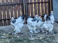 Brahma — photo 2
