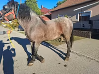公马, Horses — 照片 1