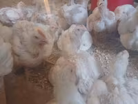 Chickens — zdjęcie 3