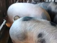 母猪, Pigs — 照片 2
