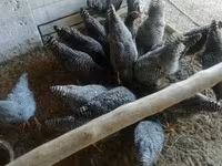 Chickens — Foto 1