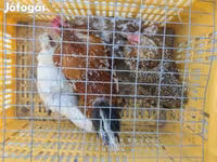 Bantam japonesa — foto 1