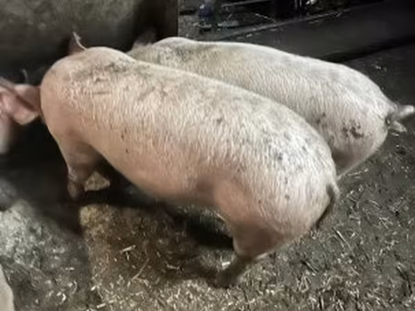 Sow, Pigs — Hungary
